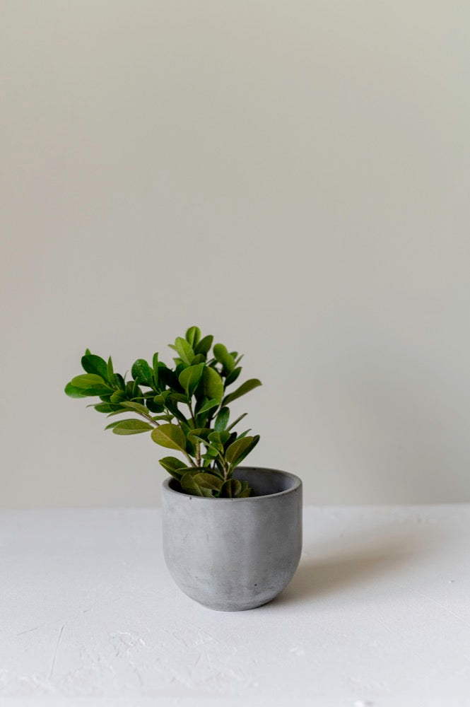 Concrete Indoor Planter Em Casa II - Crio