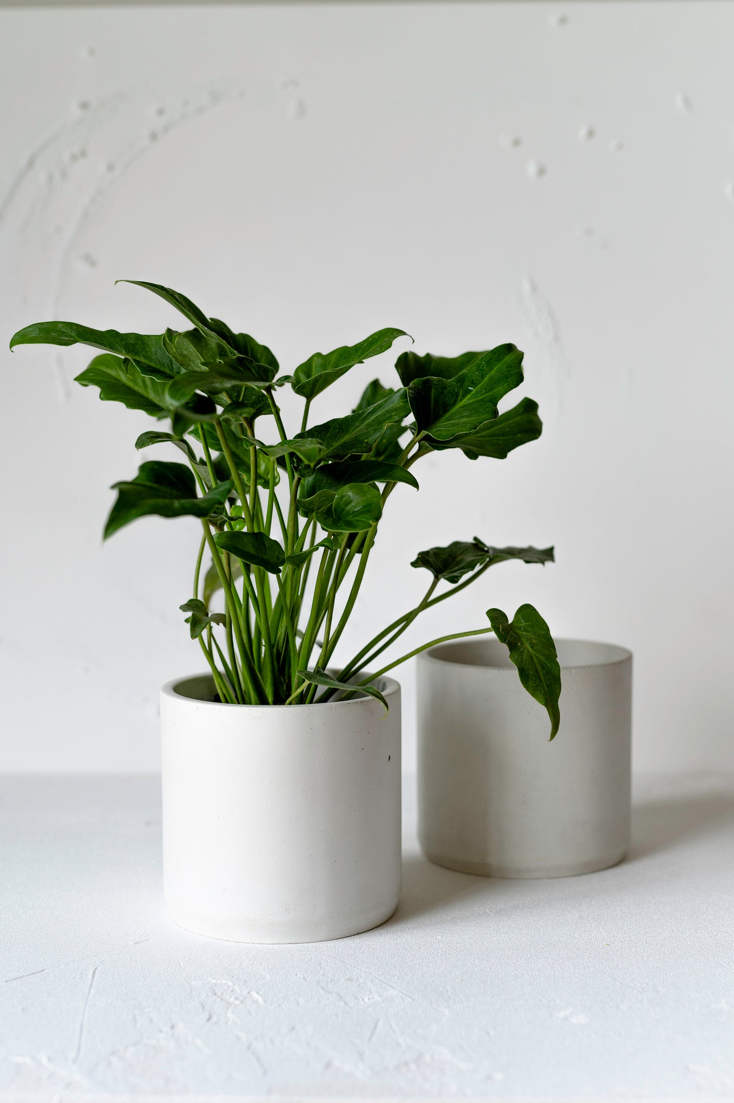 Indoor Planter Em Casa I - Crio