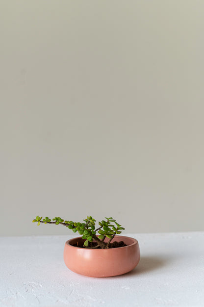 Indoor Planter Em Casa Bowlsy - Crio